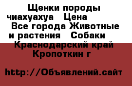 Щенки породы чиахуахуа › Цена ­ 12 000 - Все города Животные и растения » Собаки   . Краснодарский край,Кропоткин г.